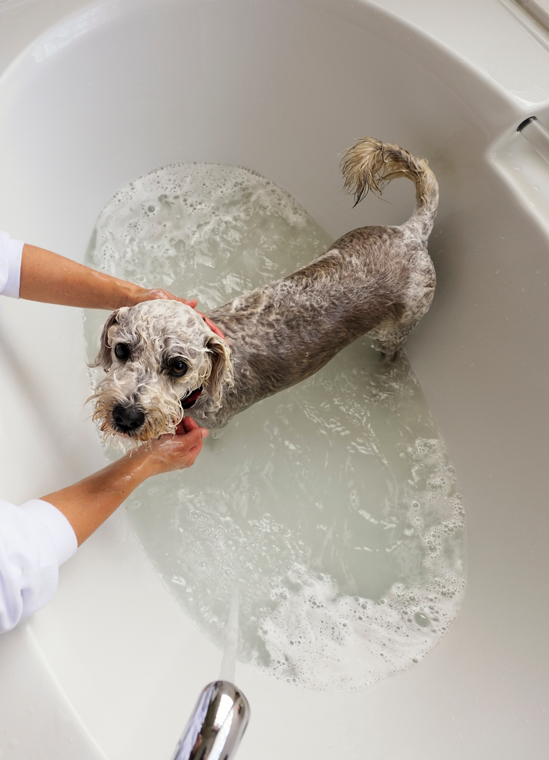 Pet Showers: Why You Might Need One | Kingston Brass