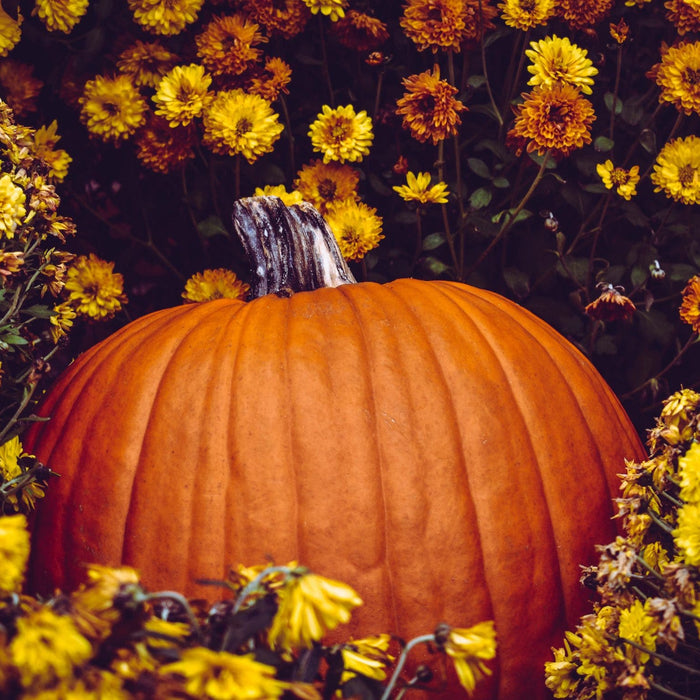 Reuse your Halloween Decorations For Thanksgiving